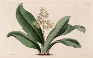 Illustration de Trichocentrum pumilum - M. Hart